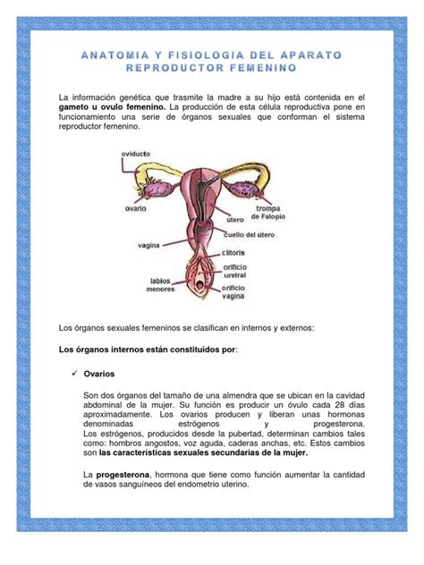 bajina|Anatomía reproductiva femenina 